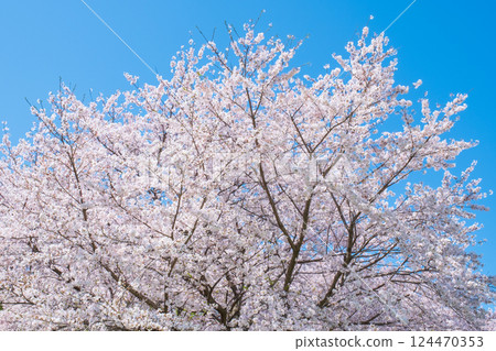 Cherry tree in full bloom Cherry tree in full bloom 124470353