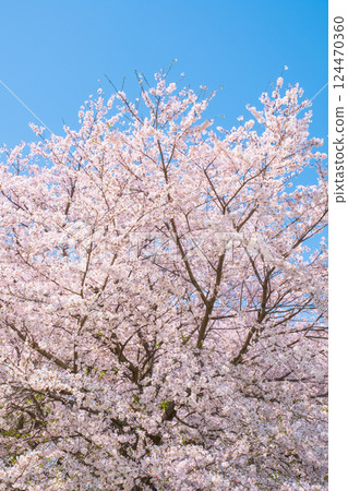 Cherry tree in full bloom  Cherry tree in full bloom  124470360