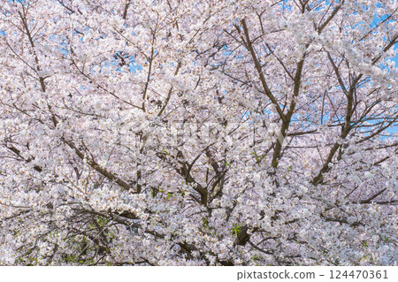 Cherry tree in full bloom Cherry tree in full bloom 124470361