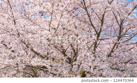 櫻花盛開 124470364