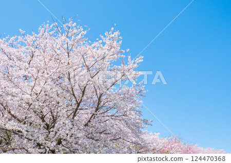 Cherry blossoms in full bloom and blue sky 124470368