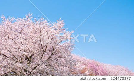Cherry blossoms in full bloom and blue sky 124470377
