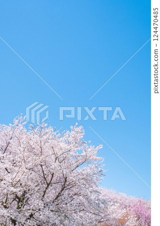 Cherry blossoms in full bloom and blue sky Cherry blossoms in full bloom and blue sky 124470485