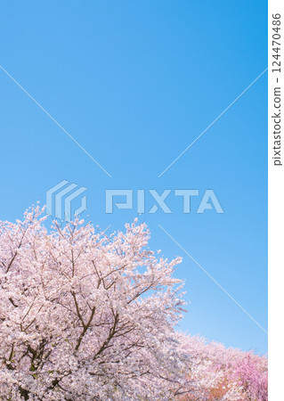 Cherry blossoms in full bloom and blue sky 124470486