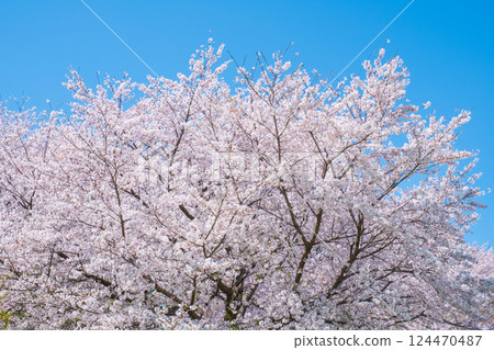 Cherry tree in full bloom Cherry tree in full bloom 124470487