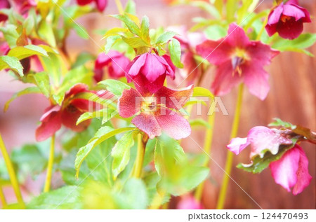 Red Christmas rose 124470493