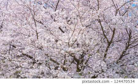櫻花盛開 124470534