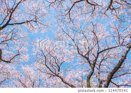 Cherry tree in full bloom Cherry tree in full bloom 124470541