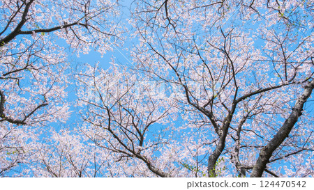 Cherry tree in full bloom Cherry tree in full bloom 124470542
