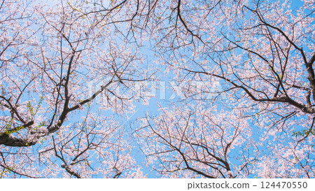 Cherry tree in full bloom Cherry tree in full bloom 124470550