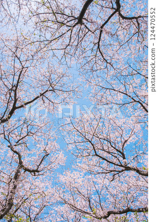 Cherry tree in full bloom Cherry tree in full bloom 124470552