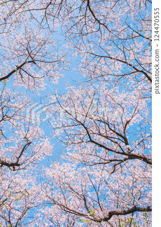 Cherry tree in full bloom Cherry tree in full bloom 124470555