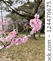 Pink cherry blossom background 124470675