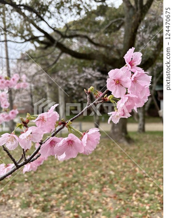 粉紅色櫻花背景 124470675