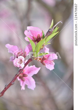 Auspicious flowers Auspicious flowers 124470687