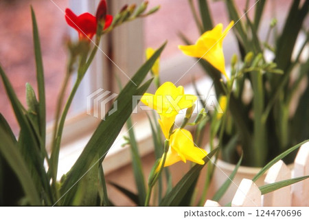 Yellow red freesia Yellow red freesia 124470696