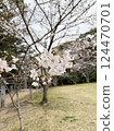 Scenery with cherry blossoms 124470701