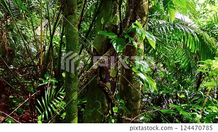 In the forest of Iriomote Island, Okinawa Prefecture 124470785