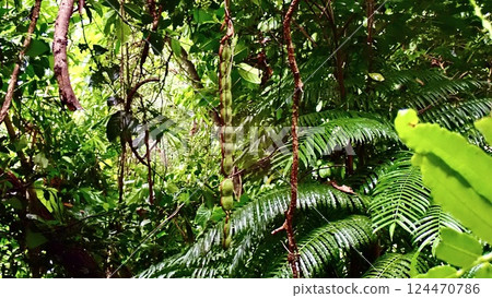 沖繩縣西表島的莫達瑪水果 124470786