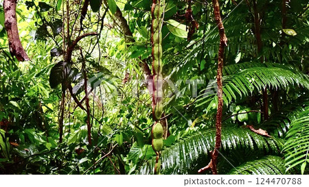 Modama fruit from Iriomote Island, Okinawa Prefecture 124470788