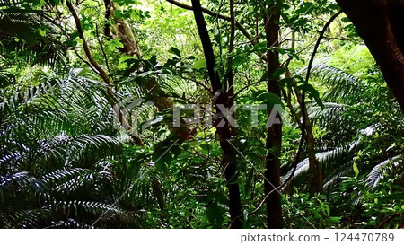 In the forest of Iriomote Island, Okinawa Prefecture 124470789