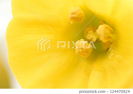 黃水仙花 黃水仙花 124470824