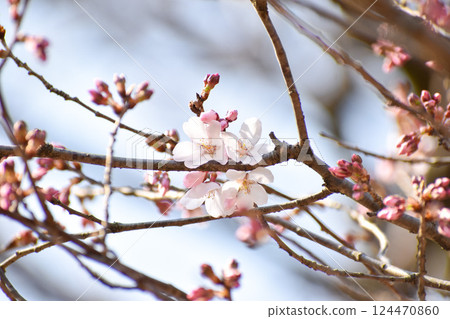 Pretty cherry blossoms in early spring - Echigohan Pretty cherry blossoms in early spring - Echigohan 124470860