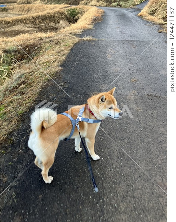 Walking is fun 124471137