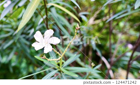Oleander flowers on Iriomote Island, Yaeyama Islands, Okinawa Prefecture 124471242