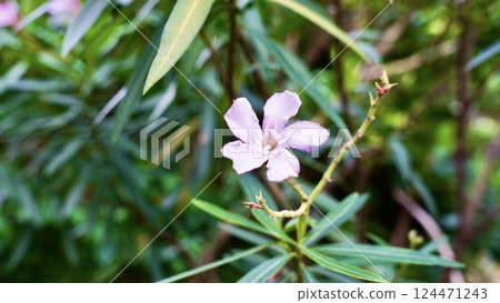 Oleander flowers on Iriomote Island, Yaeyama Islands, Okinawa Prefecture Oleander flowers on Iriomote Island, Yaeyama Islands, Okinawa Prefecture 124471243