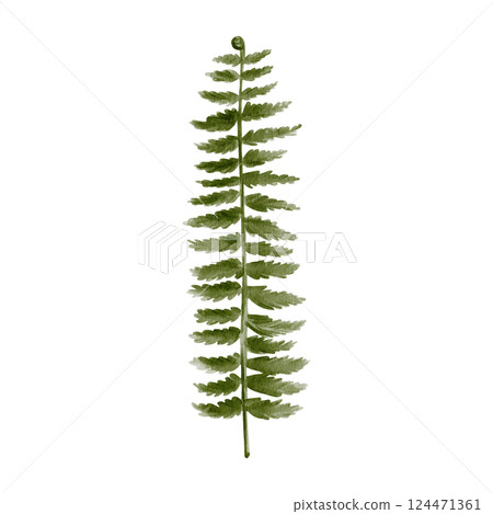 fern leaf. Carved complex green plant leaf. Prehistoric fern. Stem and many leaves. Watercolor illustration isolated from background. Hand drawing. High quality illustration 124471361