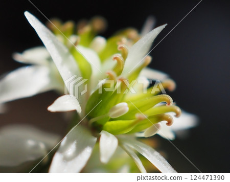 黃連的兩性花（20250321105827） 124471390