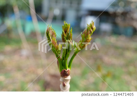 Tara bud Tara bud 124471405