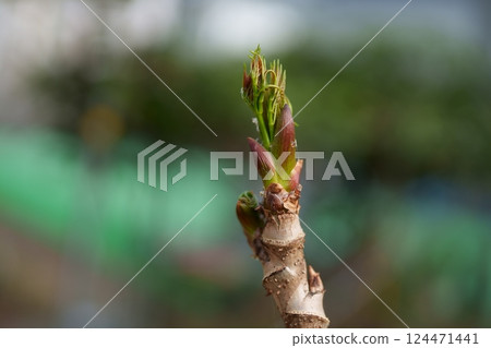 Tara bud Tara bud 124471441