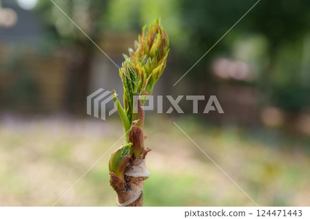 Tara bud 124471443