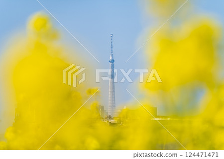 「東京」油菜花和東京晴空塔 124471471
