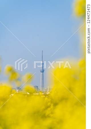 「東京」油菜花和東京晴空塔 124471473
