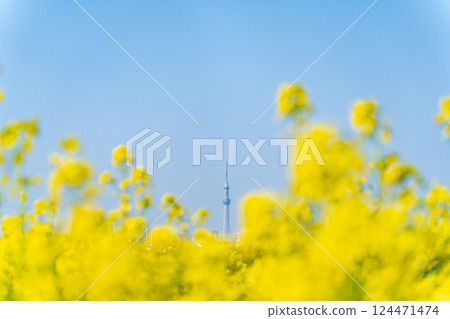 「東京」油菜花和東京晴空塔 「東京」油菜花和東京晴空塔 124471474