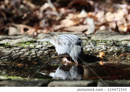 灰色旗布 124471543