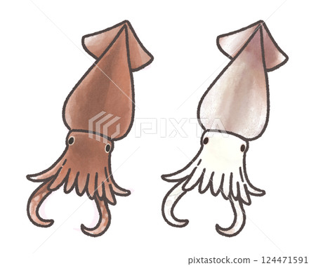 魷魚的插圖 124471591