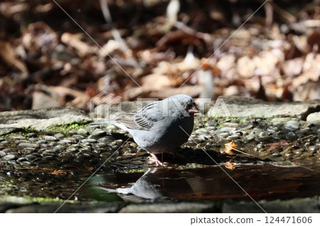 灰色旗布 灰色旗布 124471606