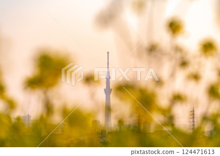 "Tokyo" Spring evening sky and Tokyo Skytree "Tokyo" Spring evening sky and Tokyo Skytree 124471613