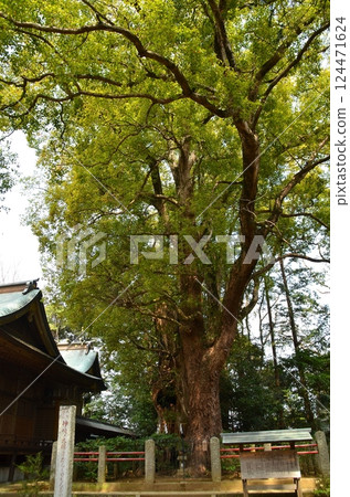 千葉縣香取郡神埼町神埼本宿的神埼神社的聖樹 124471624