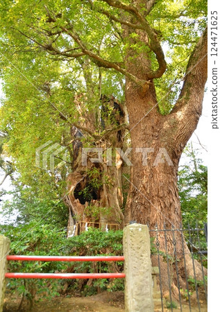 千葉縣香取郡神埼町神埼本宿的神埼神社的聖樹 124471625