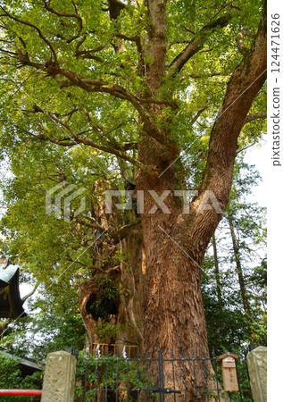 千葉縣香取郡神埼町神埼本宿的神埼神社的聖樹 124471626