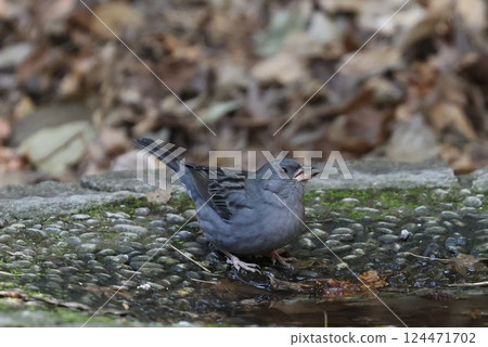 Gray bunting Gray bunting 124471702