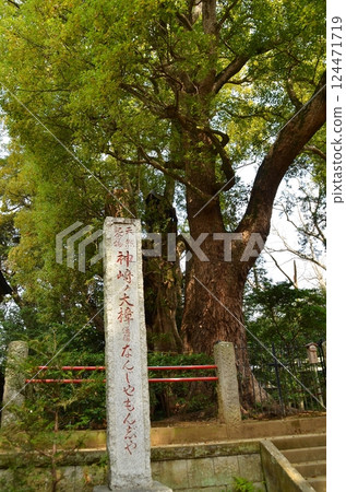 千葉縣香取郡神埼町神埼本宿的神埼神社的聖樹 124471719