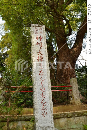 千葉縣香取郡神埼町神埼本宿的神埼神社的聖樹 千葉縣香取郡神埼町神埼本宿的神埼神社的聖樹 124471720