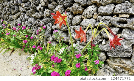 Amaryllis blooming on Taketomi Island, Yaeyama Islands, Okinawa Prefecture Amaryllis blooming on Taketomi Island, Yaeyama Islands, Okinawa Prefecture 124471771