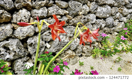 Amaryllis blooming on Taketomi Island, Yaeyama Islands, Okinawa Prefecture 124471772